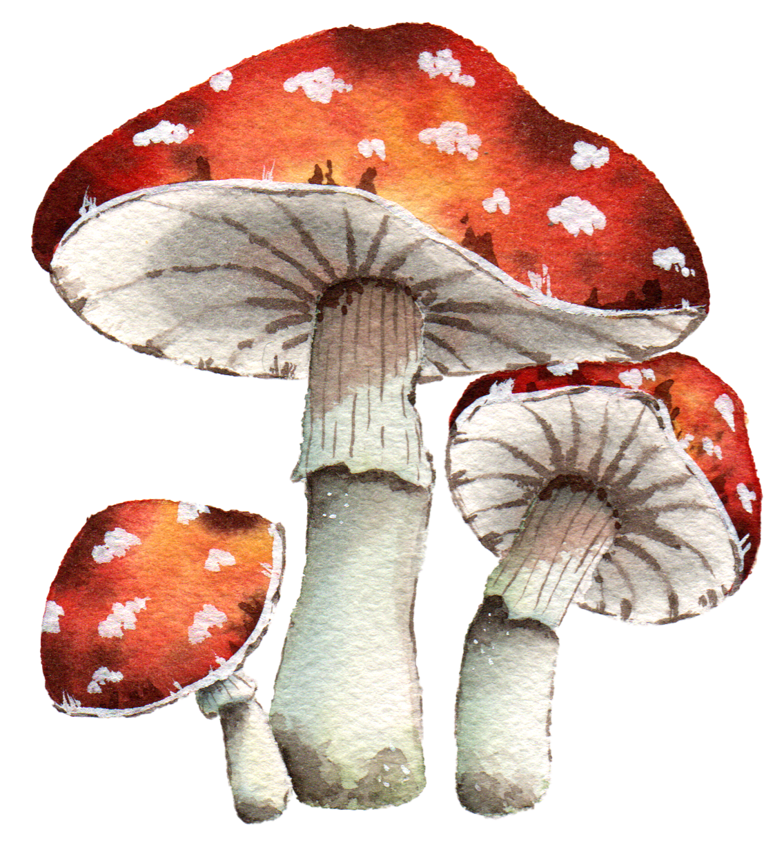 Aqua Minis Pilze aqua minis der kleine Aquarell mal spaß für zwischendurch
